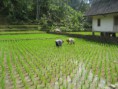 /album/fotogallerij/a387086-130116053798136-1990979697-n-jpg/